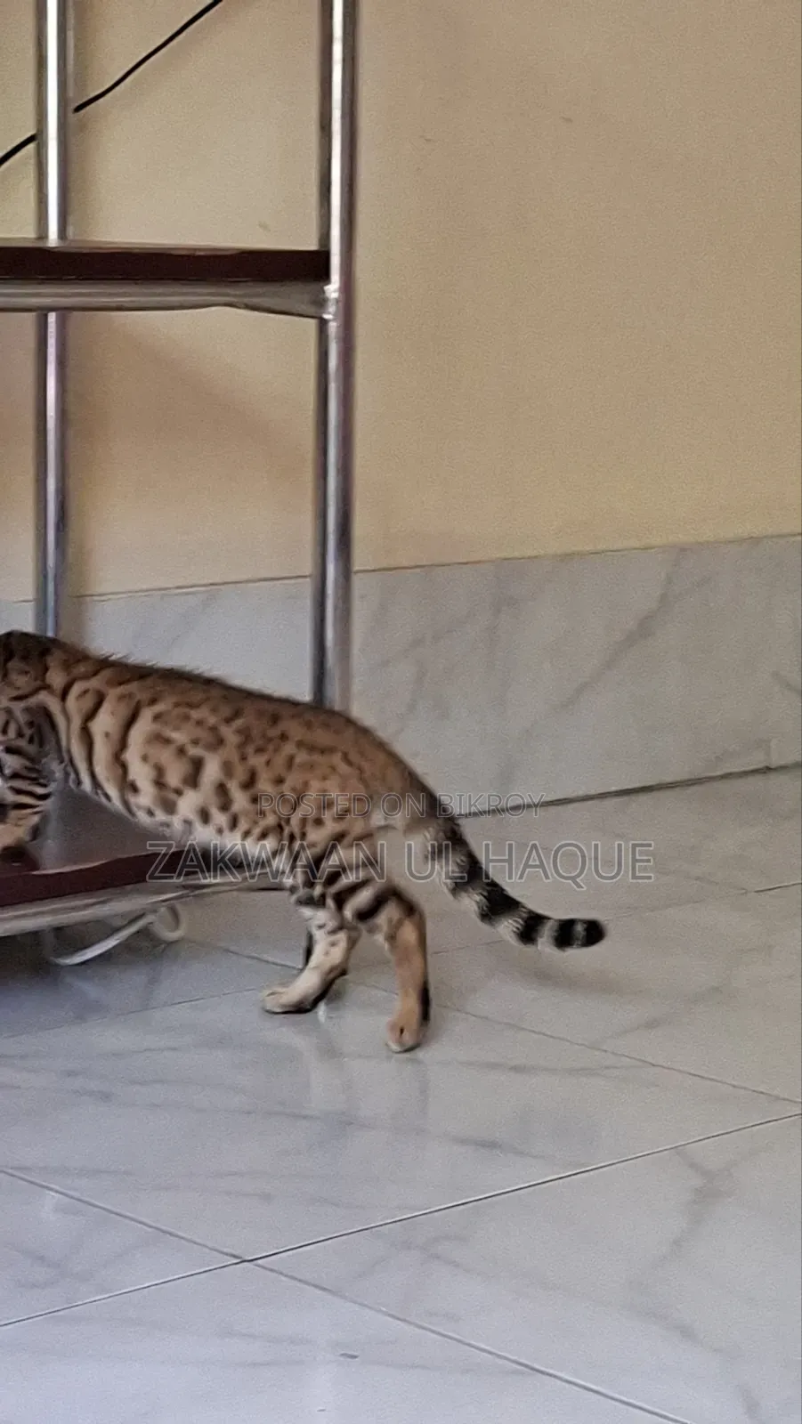 1-3 months Female Purebred Bengal
