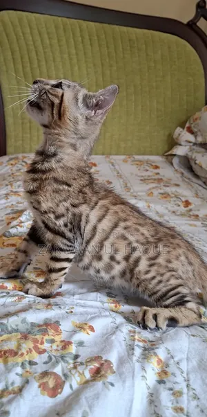 1-3 months Female Purebred Bengal