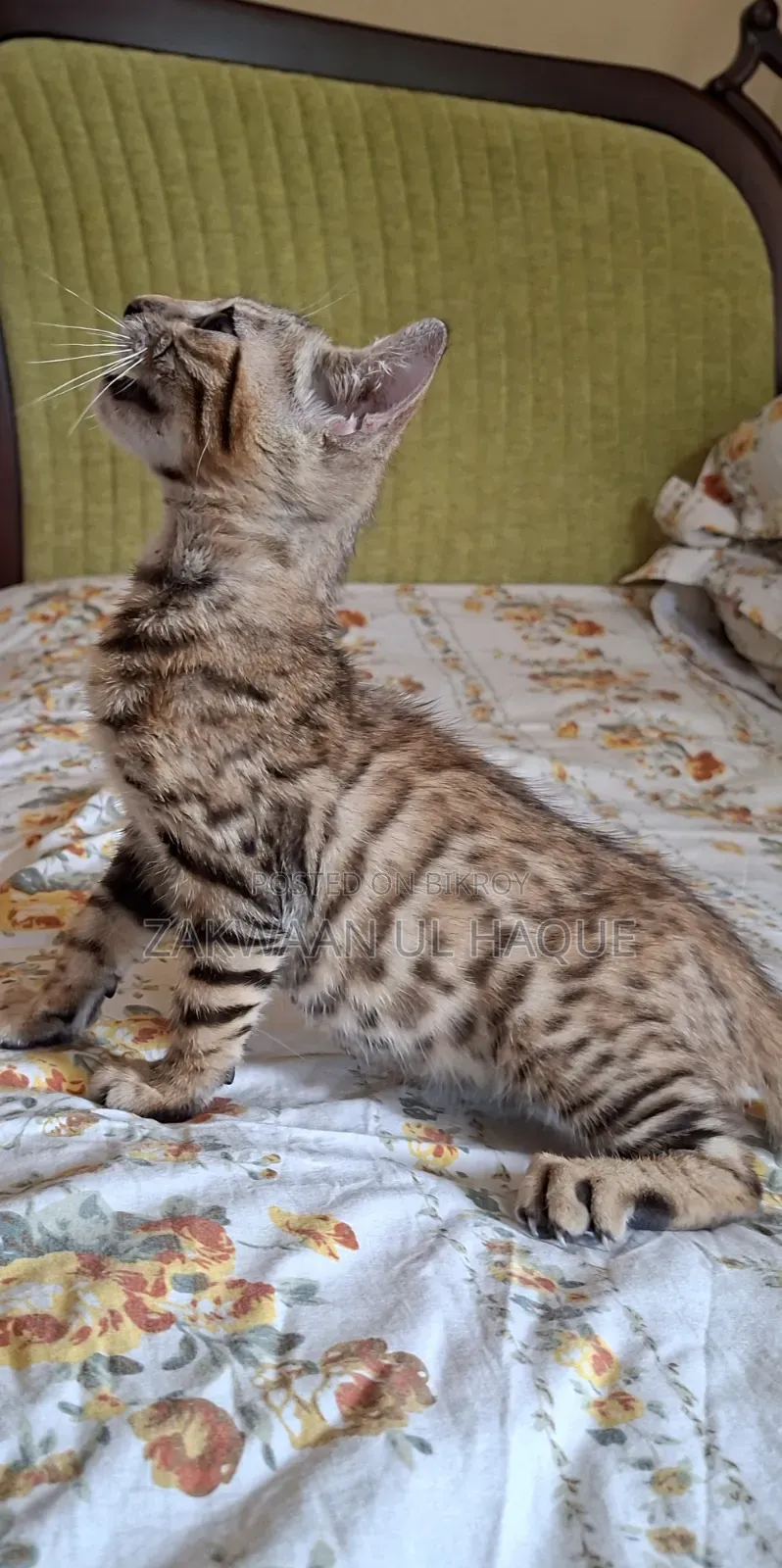 1-3 months Female Purebred Bengal