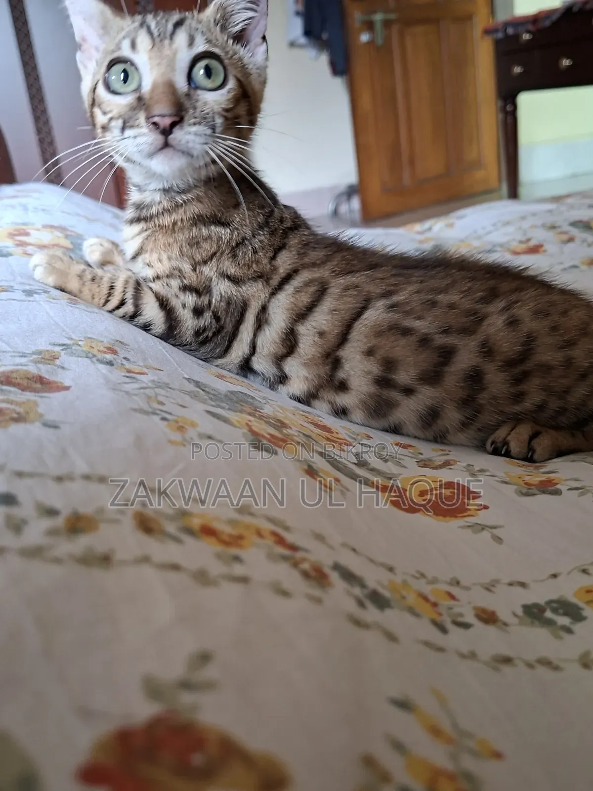 1-3 months Female Purebred Bengal