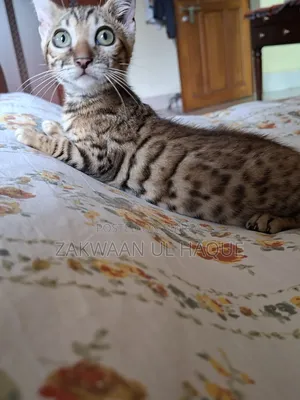 1-3 months Female Purebred Bengal