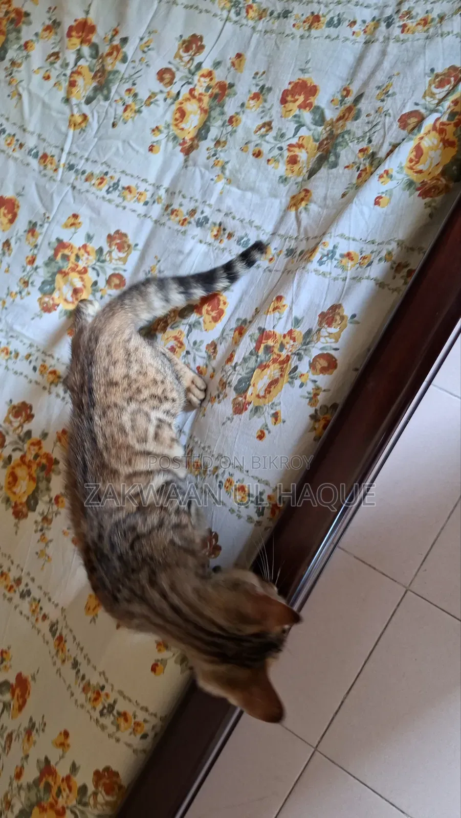 1-3 months Female Purebred Bengal