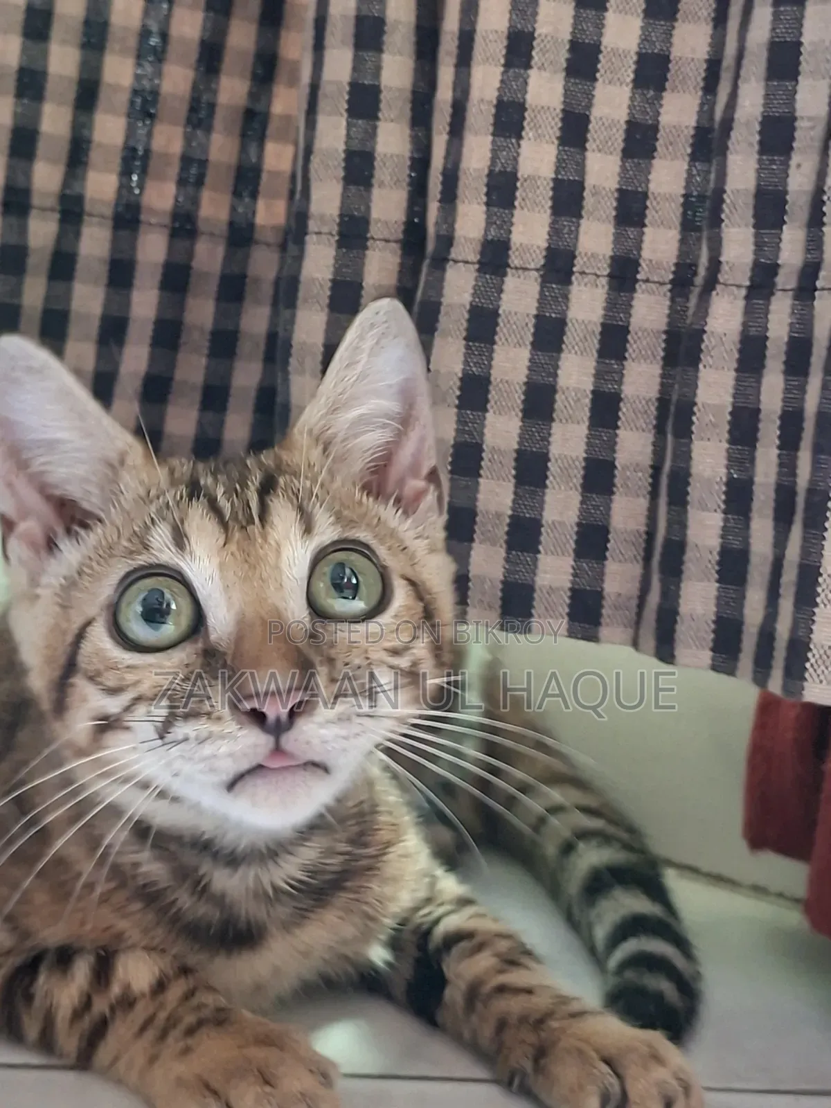 1-3 months Female Purebred Bengal