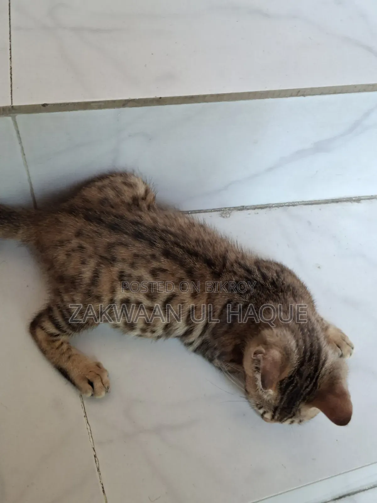 1-3 months Female Purebred Bengal