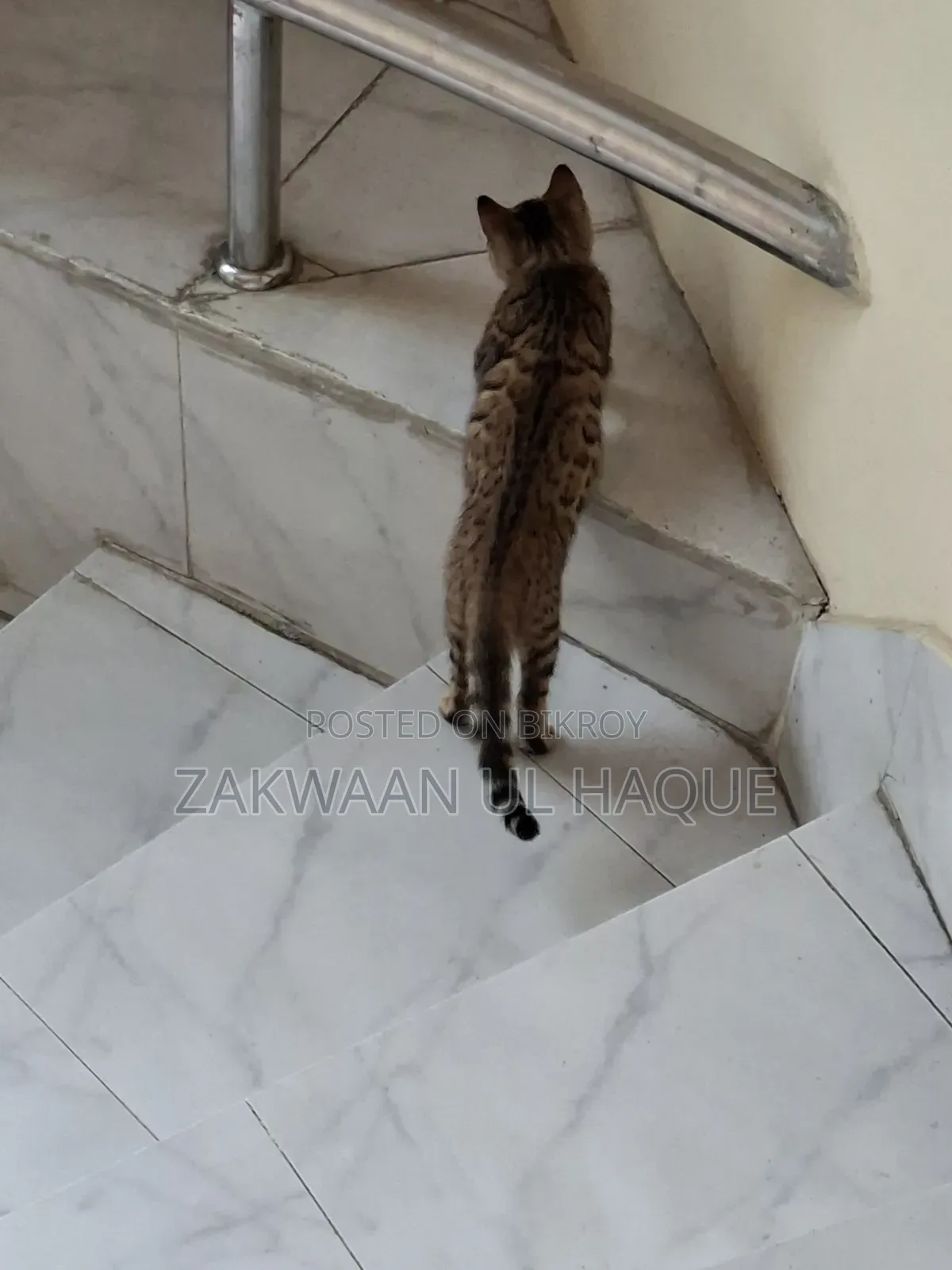 1-3 months Female Purebred Bengal