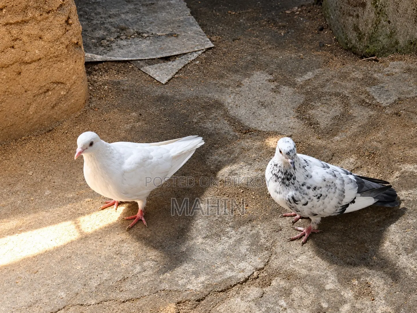 Hot Pigeon