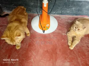 ৩-৬ মাসের মহিলা খাঁটি পার্সিয়ান