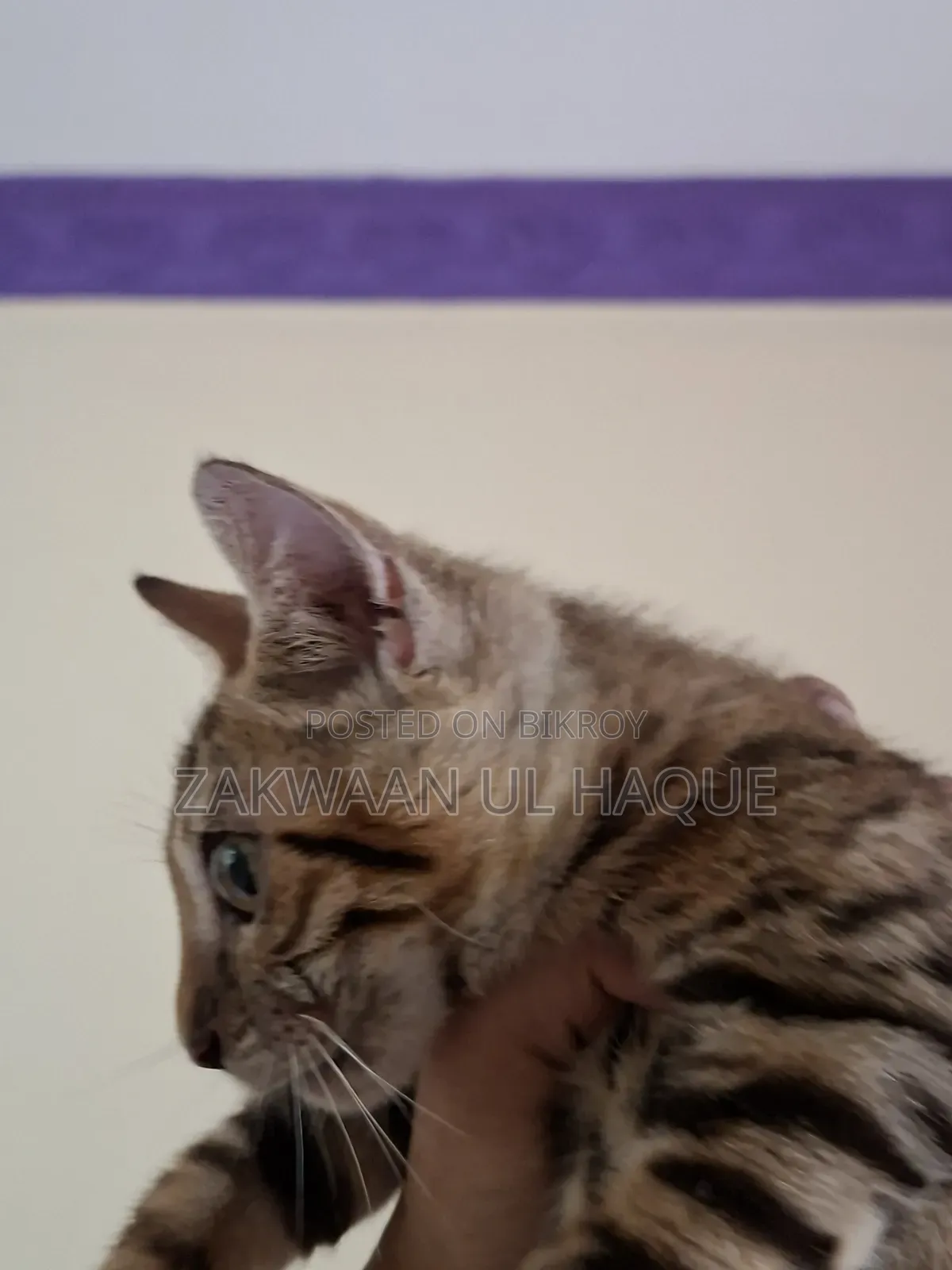 1-3 months Female Purebred Bengal