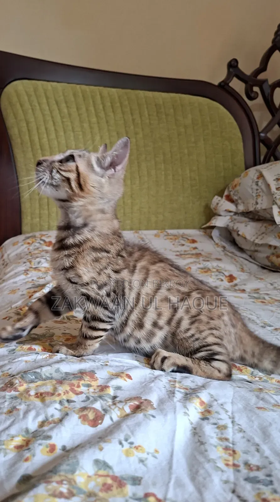 1-3 months Female Purebred Bengal