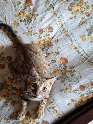 1-3 months Female Purebred Bengal