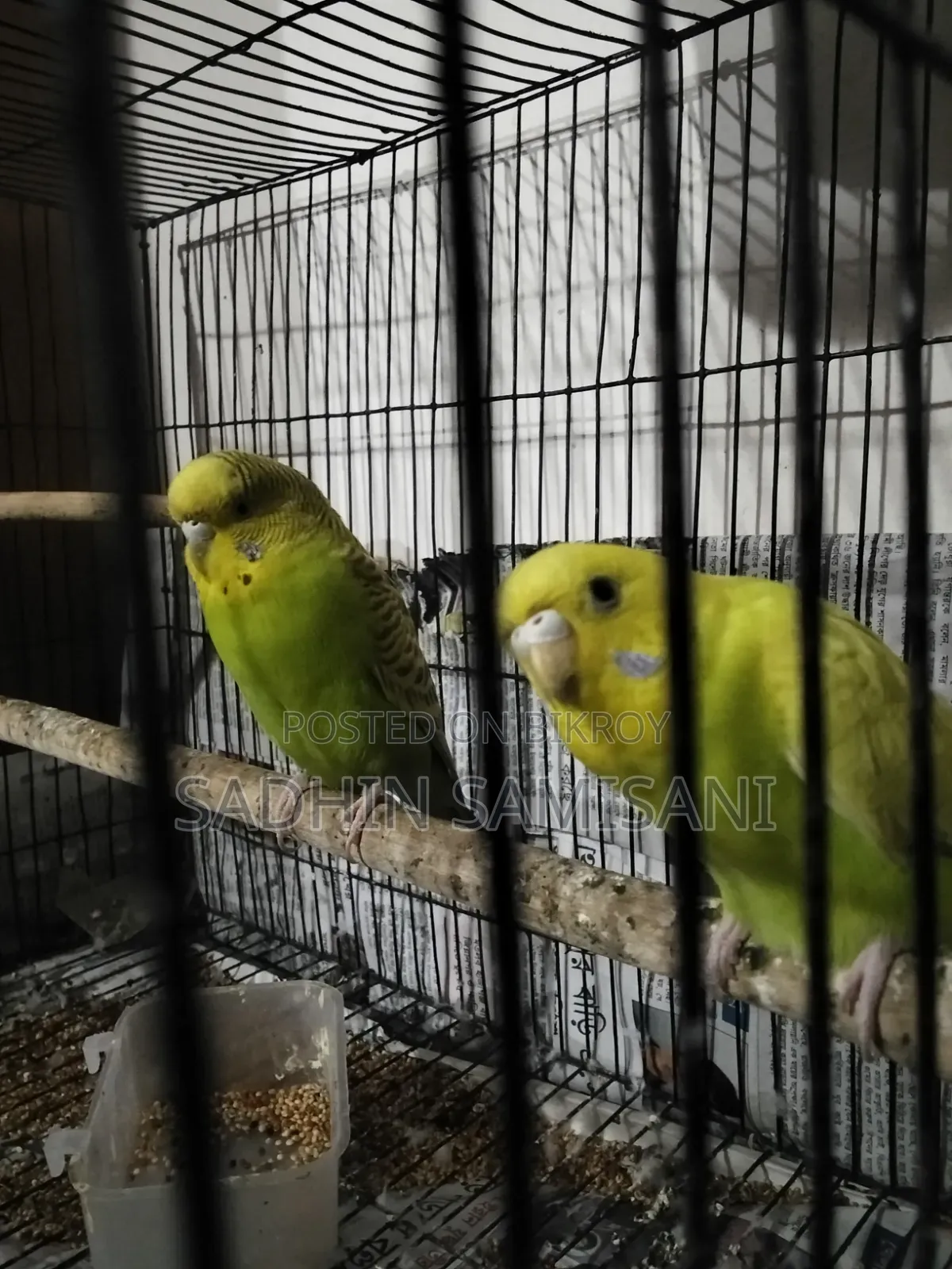 Bird for Sale