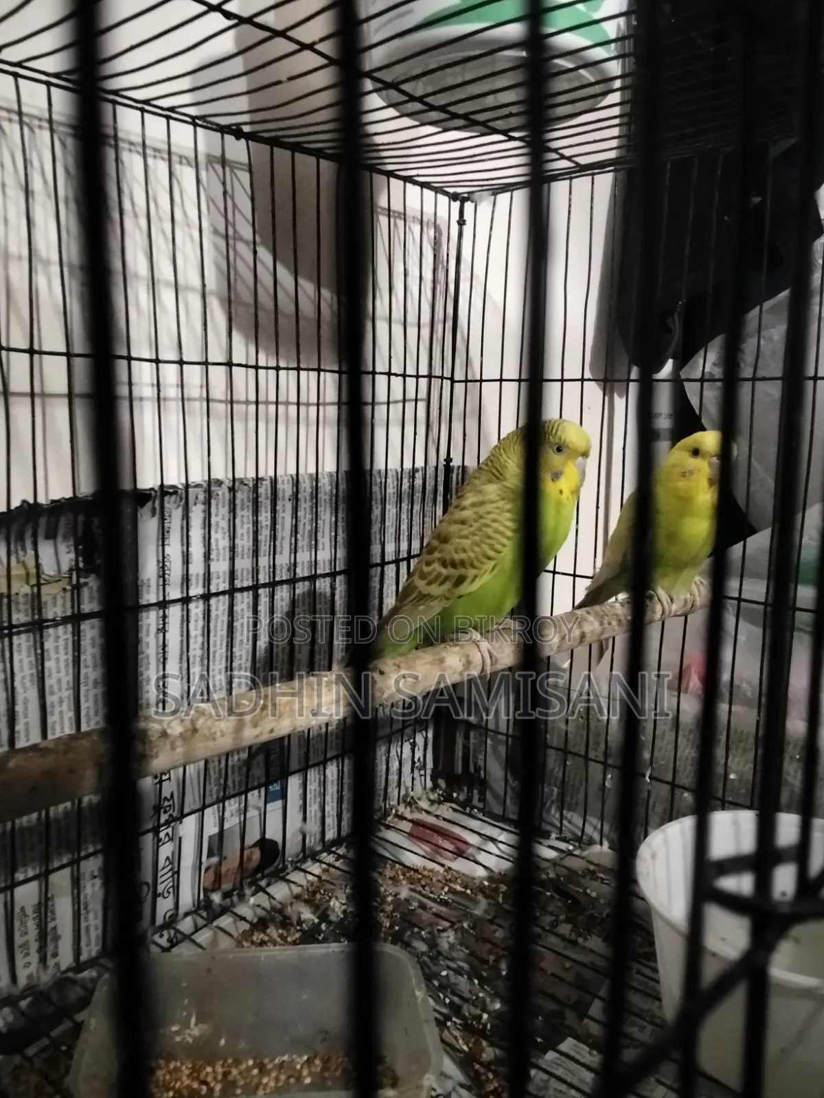 Bird for Sale