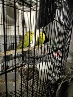 Bird for Sale