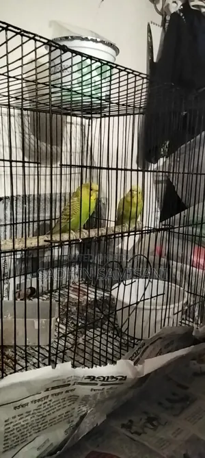 Bird for Sale
