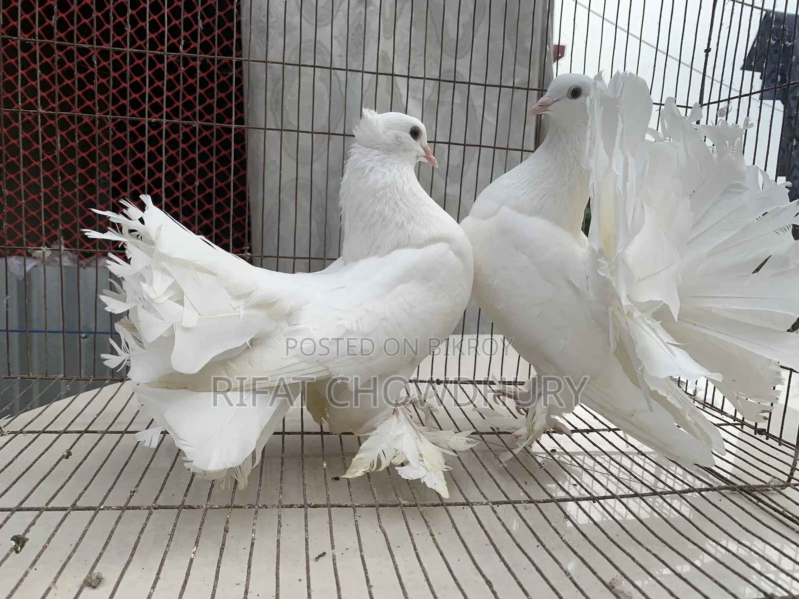 রানিং লক্ষা কবুতর