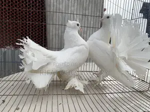 রানিং লক্ষা কবুতর