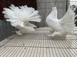 রানিং লক্ষা কবুতর