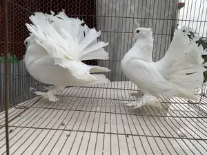 রানিং লক্ষা কবুতর