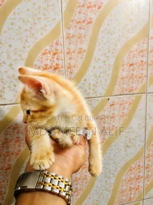 1-3 months Male Mixed Breed Cat