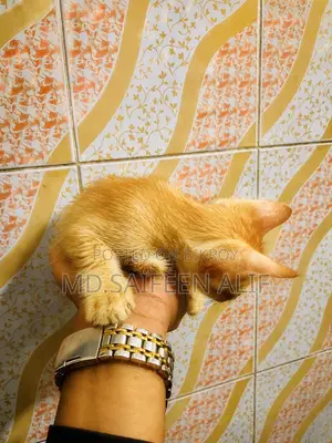 1-3 months Male Mixed Breed Cat