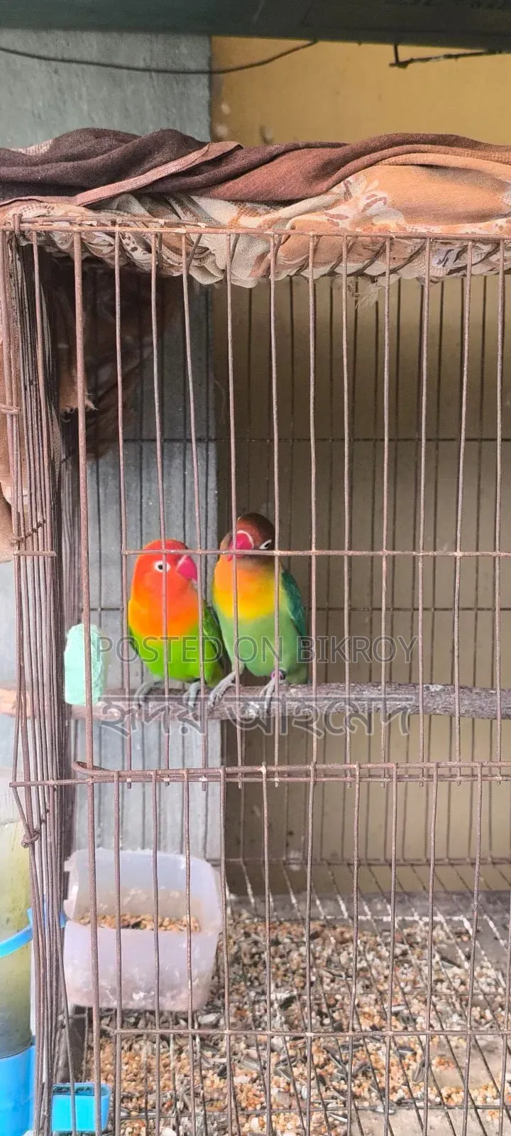 পাখি বিক্রি করতে চাই