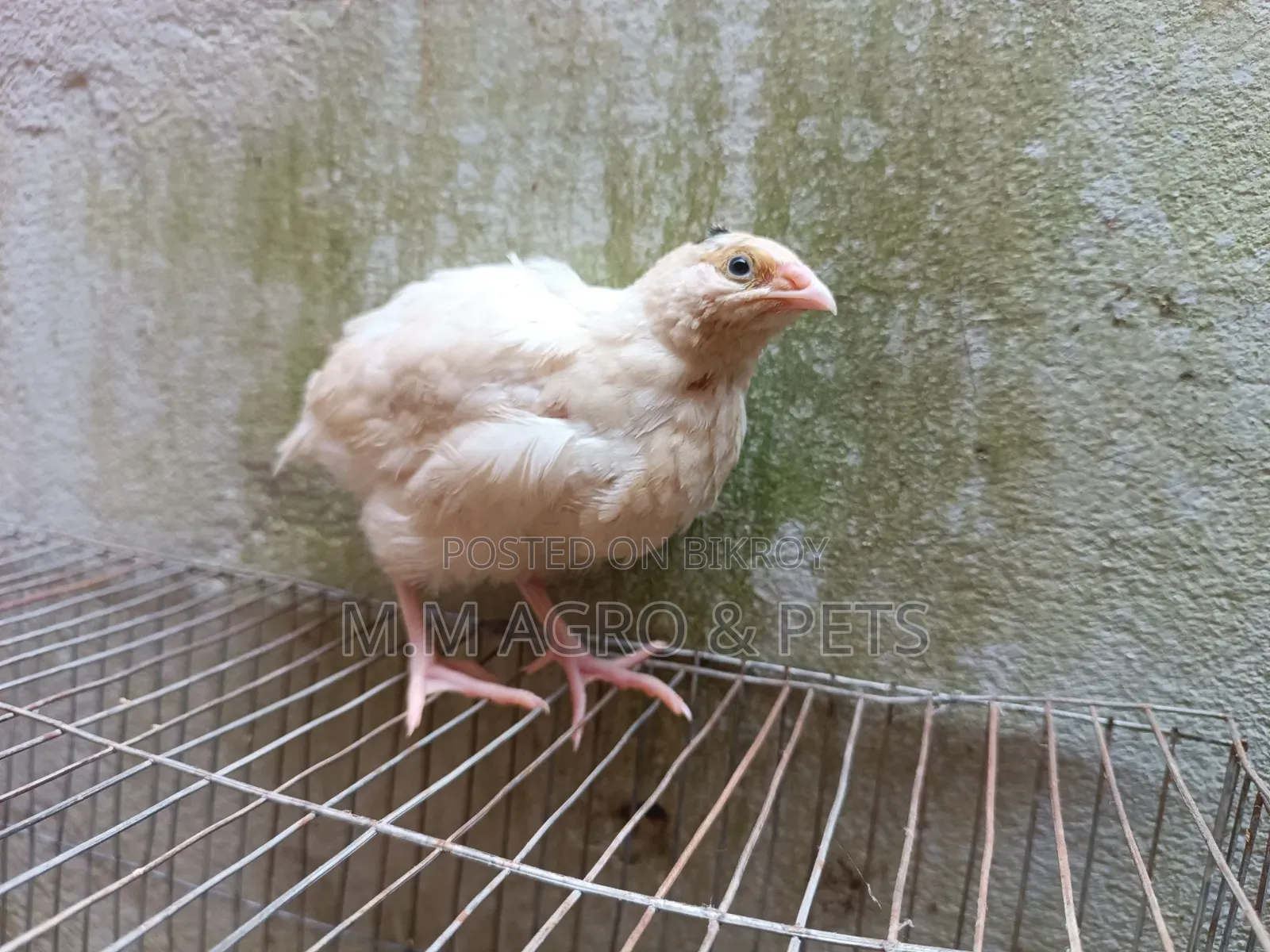 Quail and Chick Sale