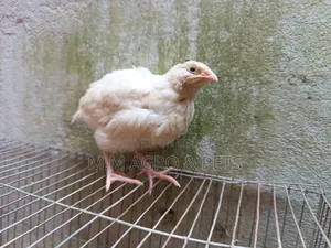 Quail and Chick Sale