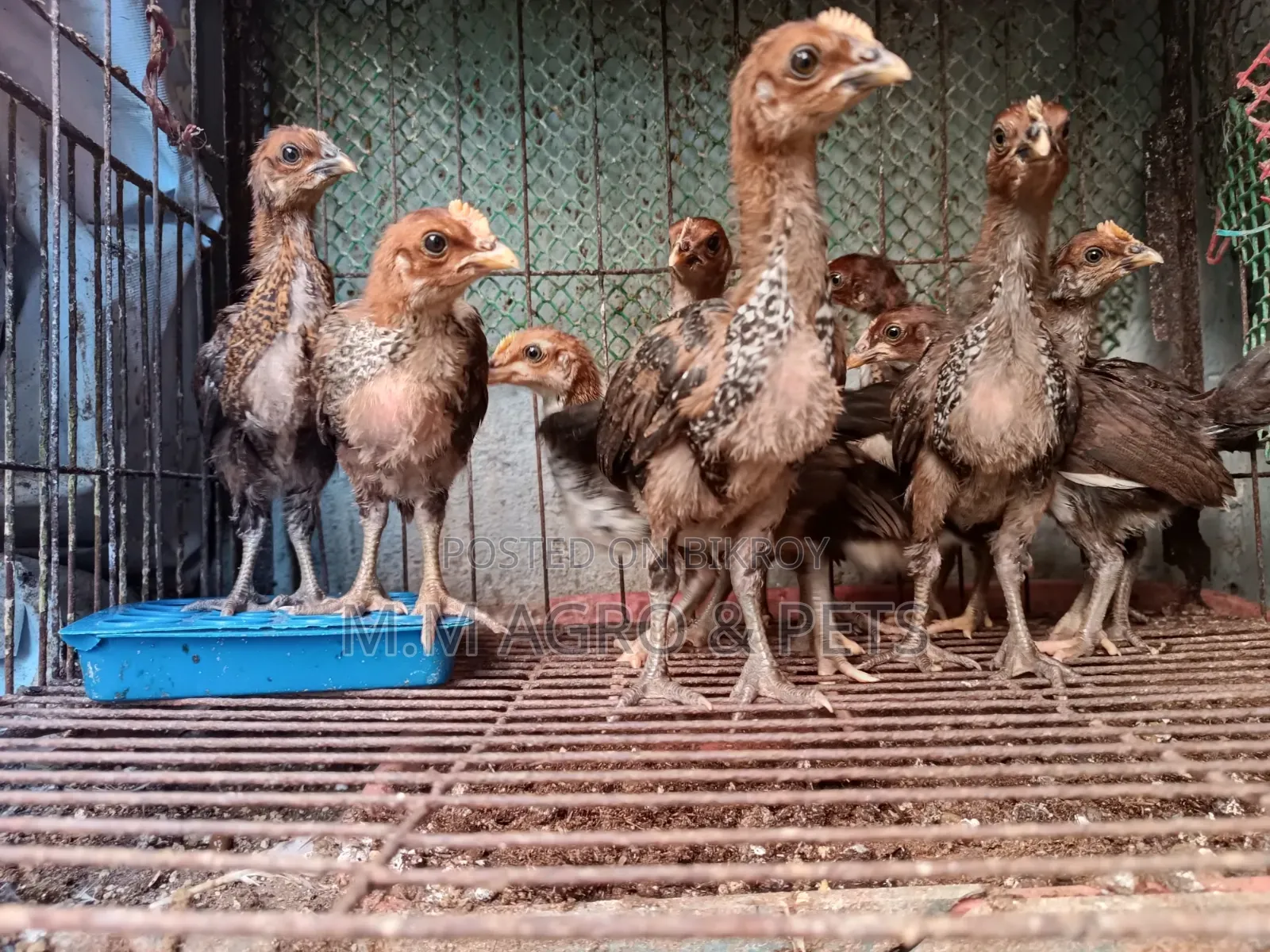 Quail and Chick Sale