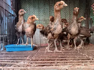 Quail and Chick Sale