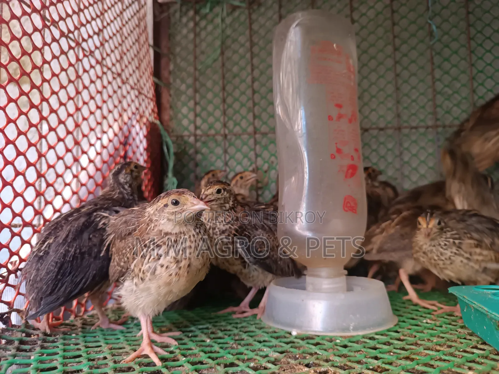 Quail and Chick Sale