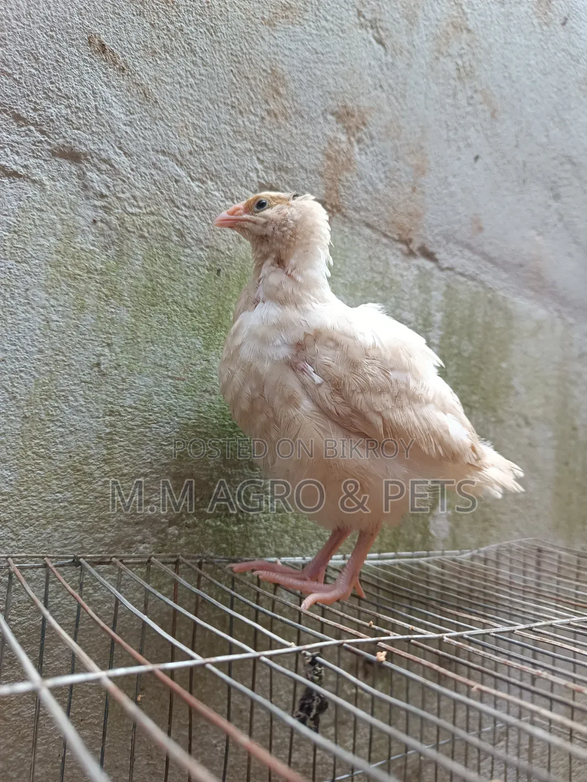 Quail and Chick Sale