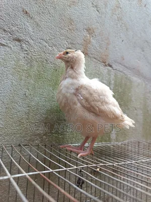 Quail and Chick Sale