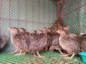 Quail and Chick Sale