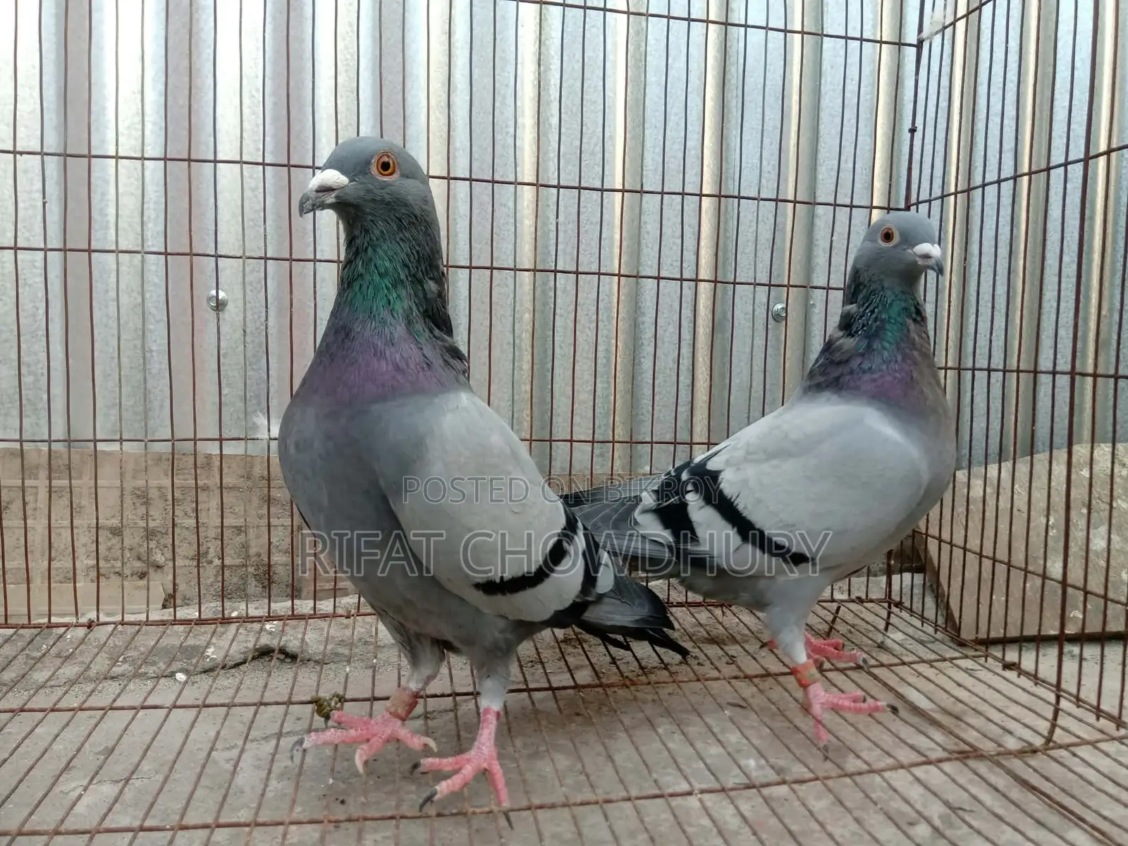 রানিং রেসার কবুতর