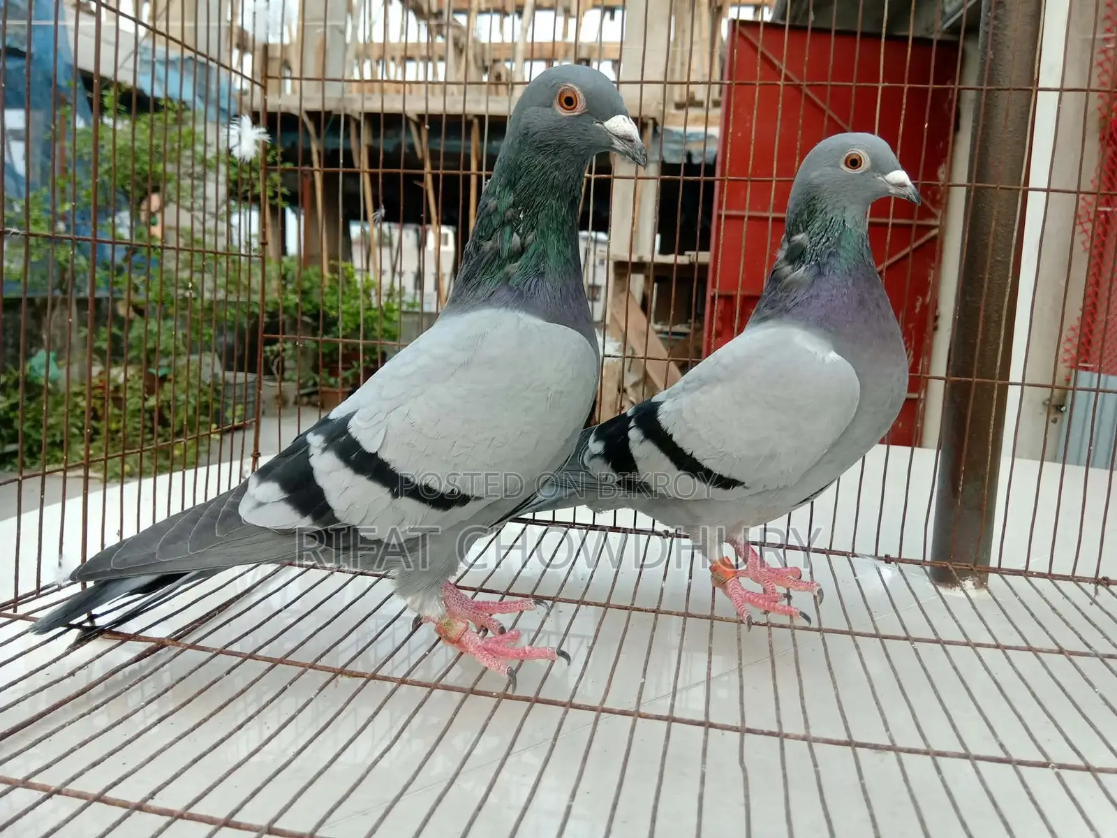 রানিং রেসার কবুতর