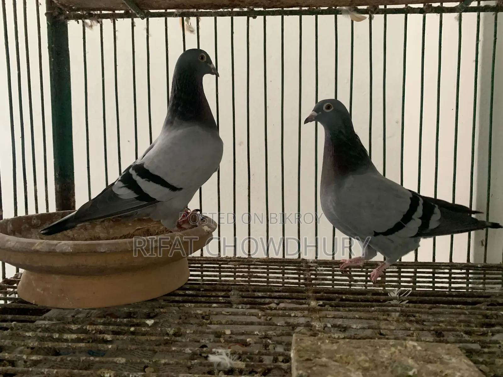 রানিং রেসার কবুতর