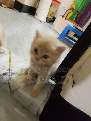 ৩-৬ মাসের ফিমেল পিওরব্রেড পার্সিয়ান বিড়াল