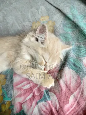 ৩-৬ মাসের ফিমেল পিওরব্রেড পার্সিয়ান বিড়াল