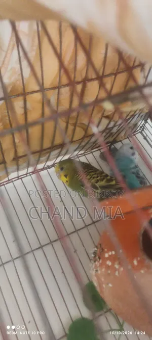 বাজিগর পাখি