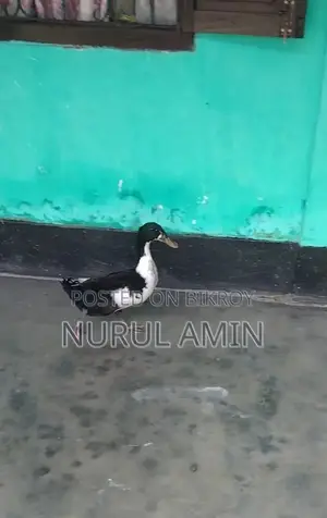 Deshi Large Breed Duck