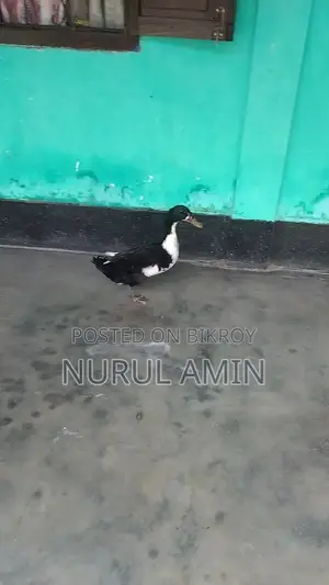 Deshi Large Breed Duck