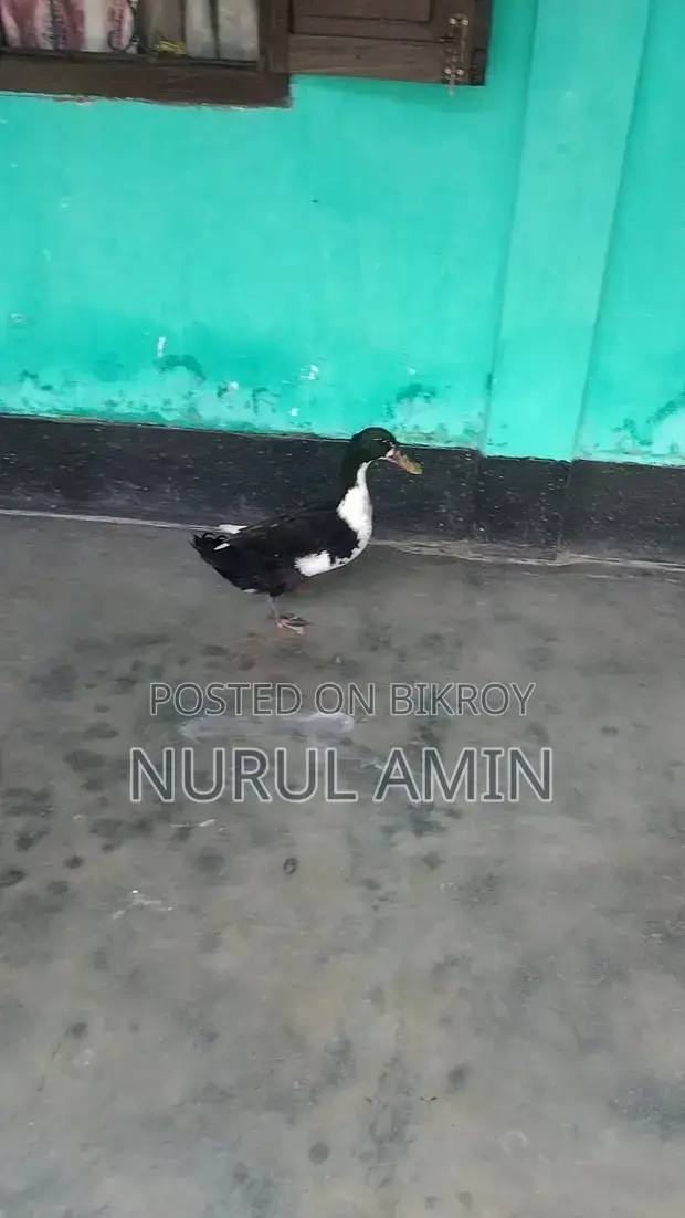 Deshi Large Breed Duck