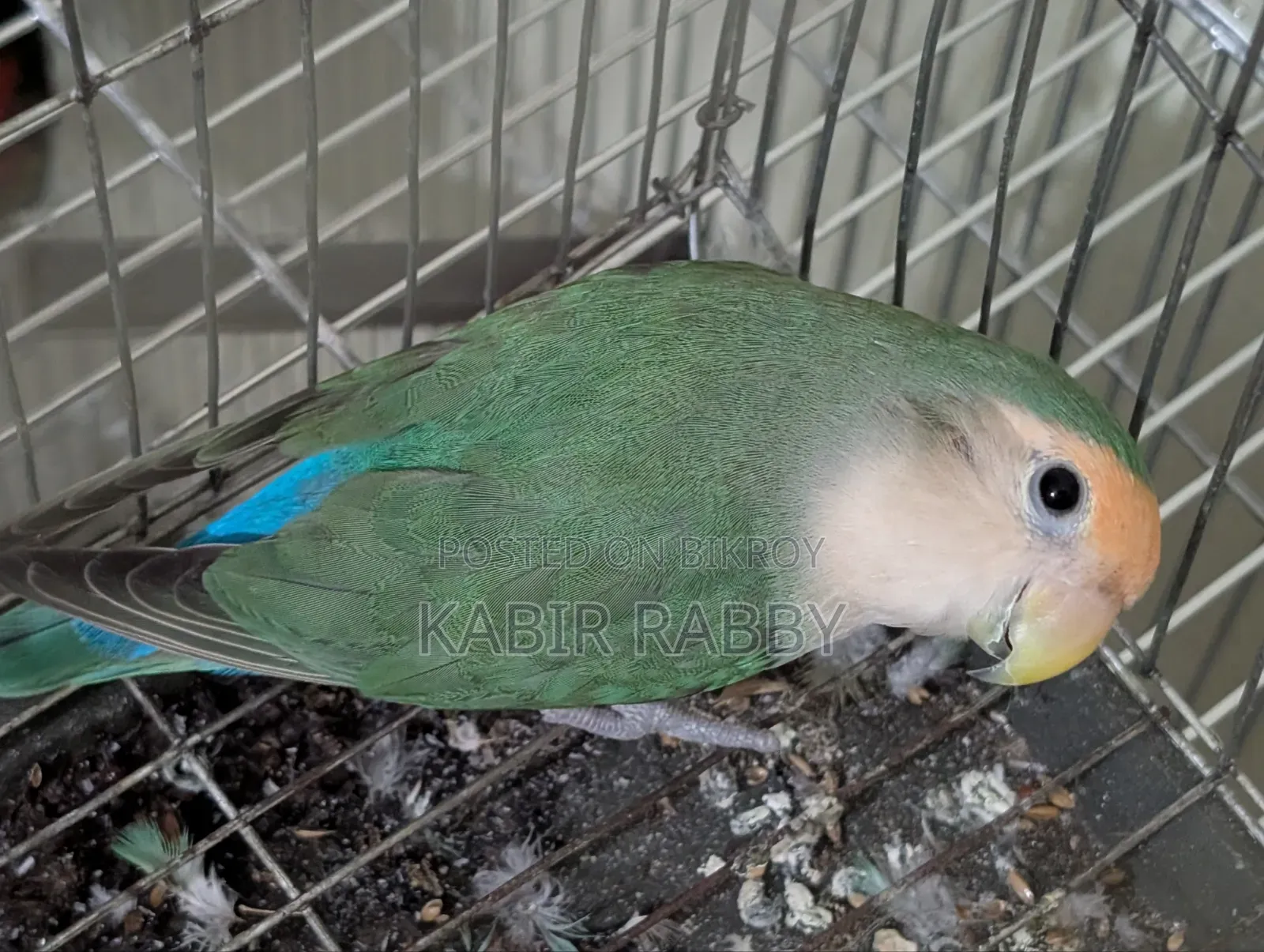 লাভ বার্ড রানিং মেল