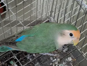 লাভ বার্ড রানিং মেল