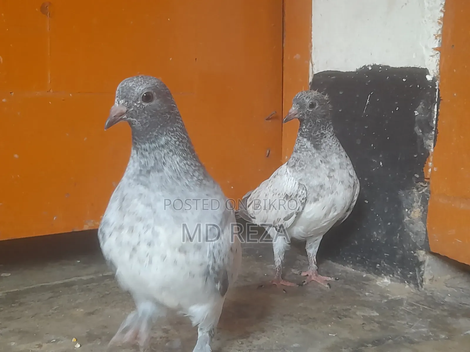 ২ মাসের বাচ্চা কবুতর