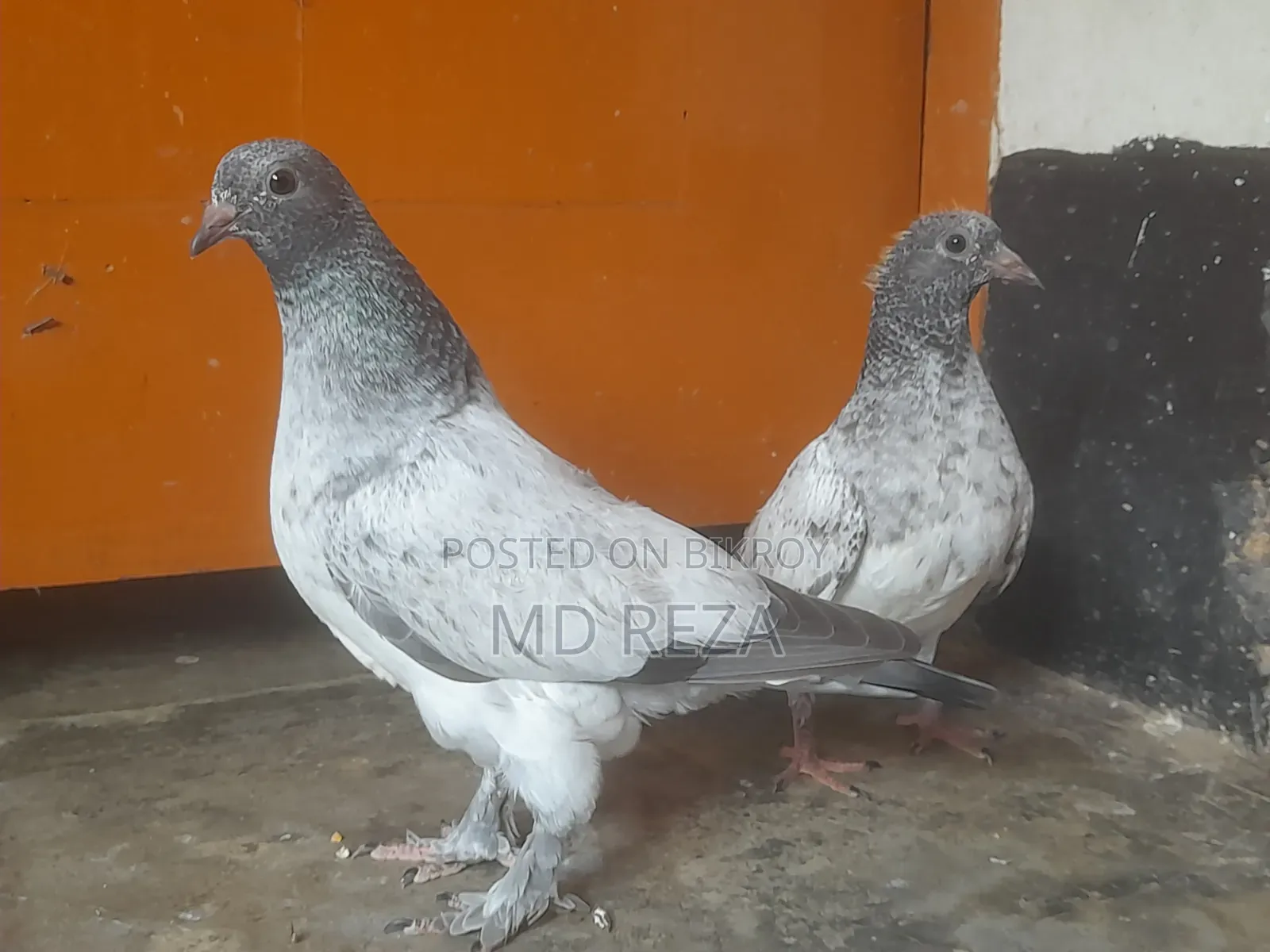 ২ মাসের বাচ্চা কবুতর