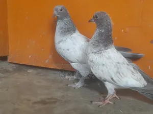 ২ মাসের বাচ্চা কবুতর