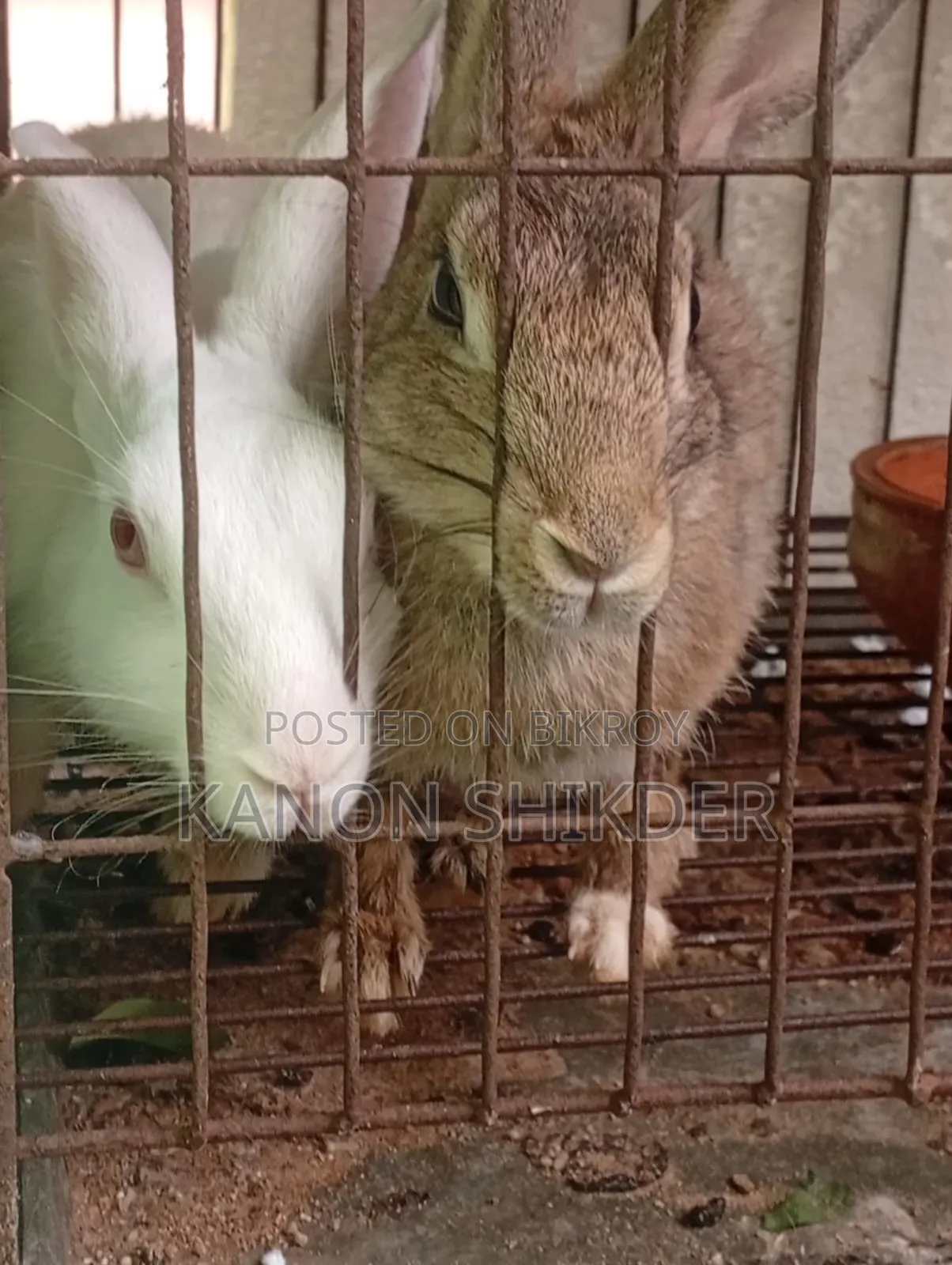 Female Rabbits