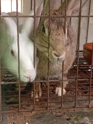 Female Rabbits