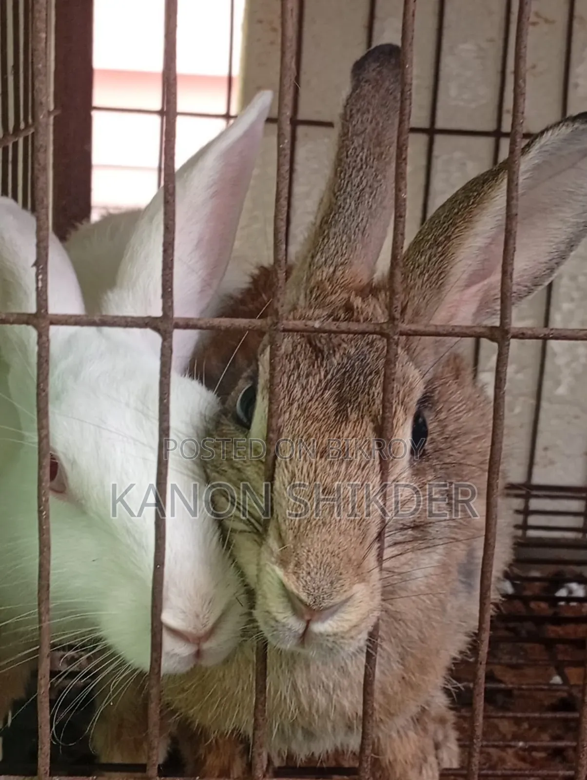Female Rabbits